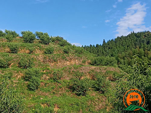 黔陽瞐岔頭鄉黃桃產業園